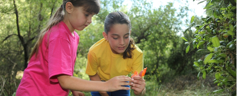 Taking school to the forest | Dickinson School Consulting
